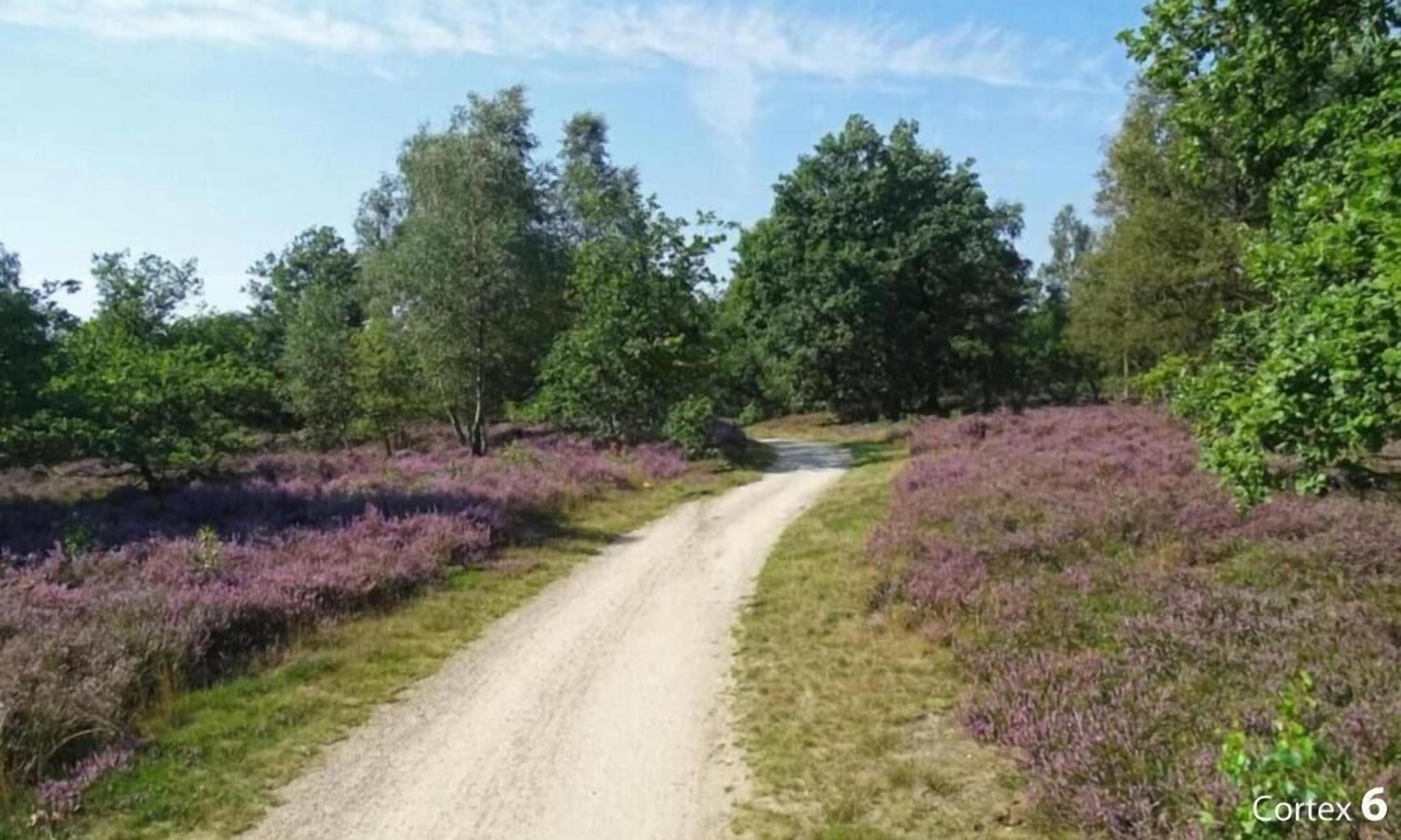 A rural dirt road flanked by dense trees and purple heather fields.