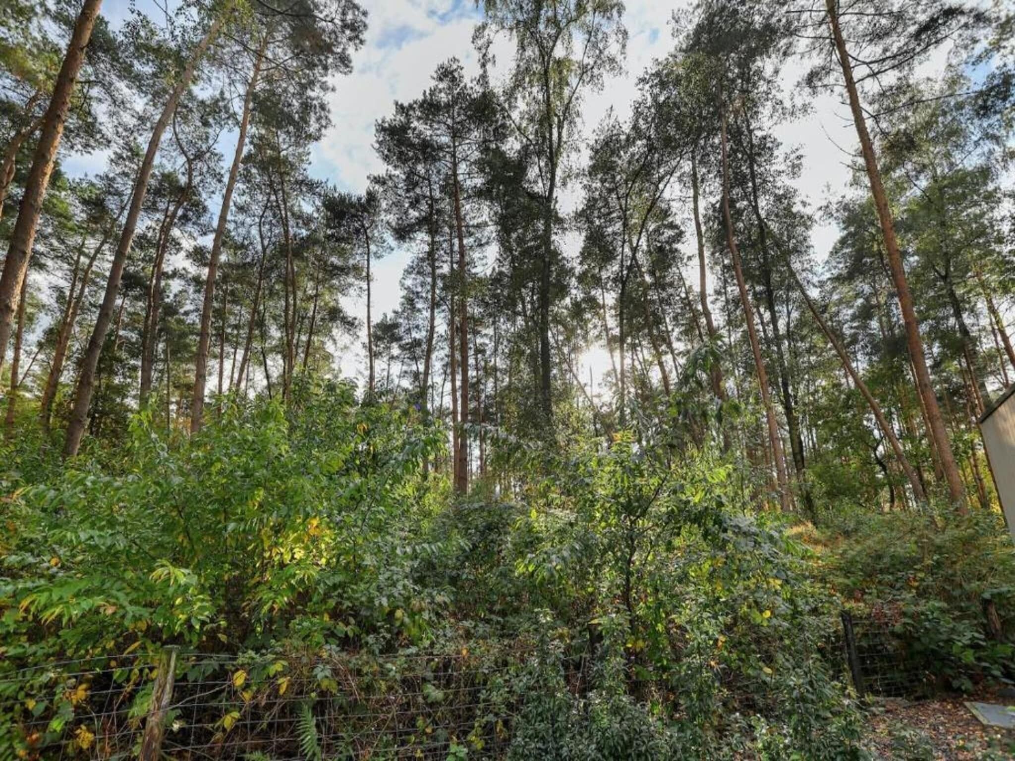 A dense forest with tall trees and a variety of undergrowth.