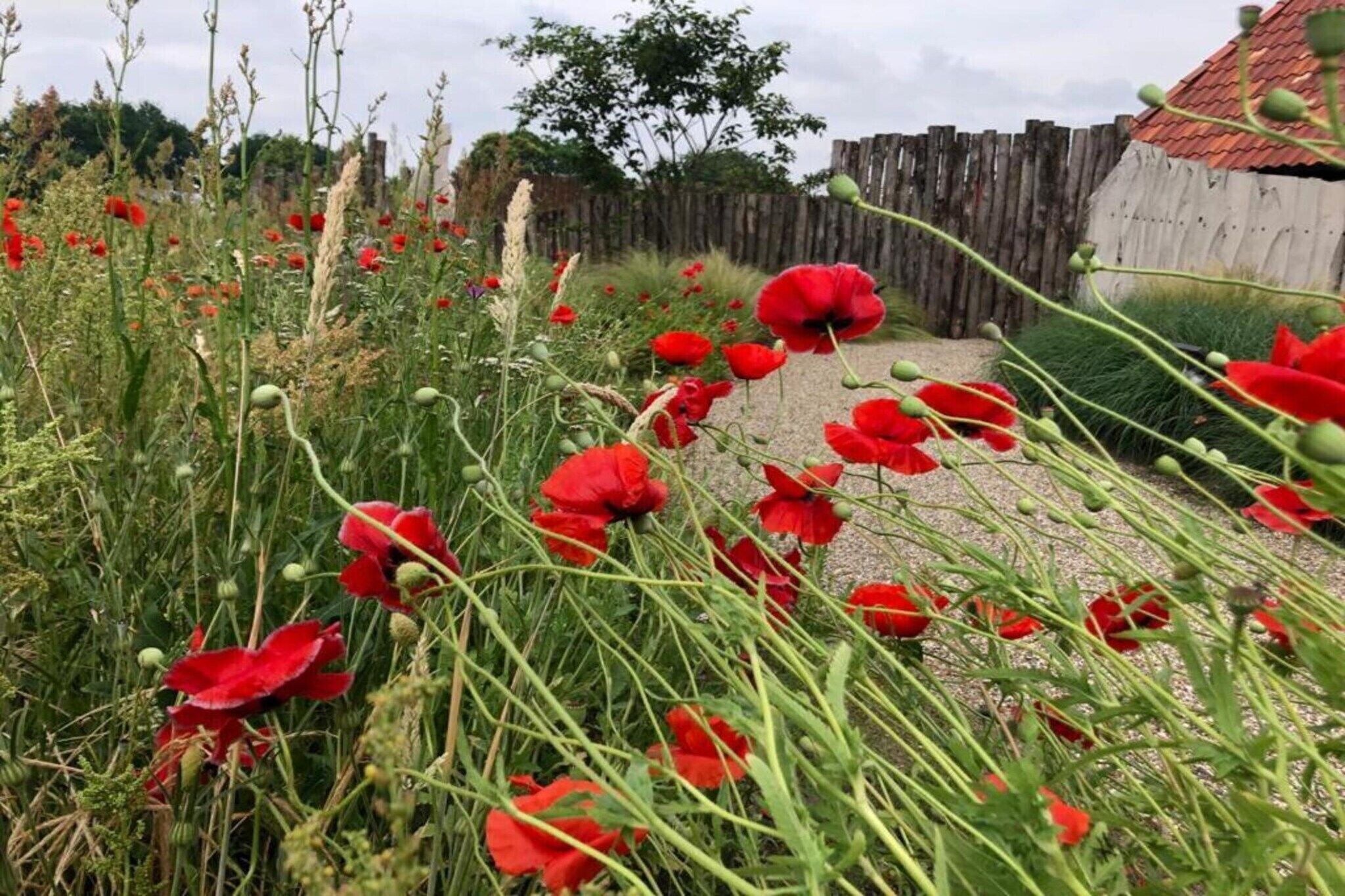 Een tuin met rode klaprozen en een houten omheining.