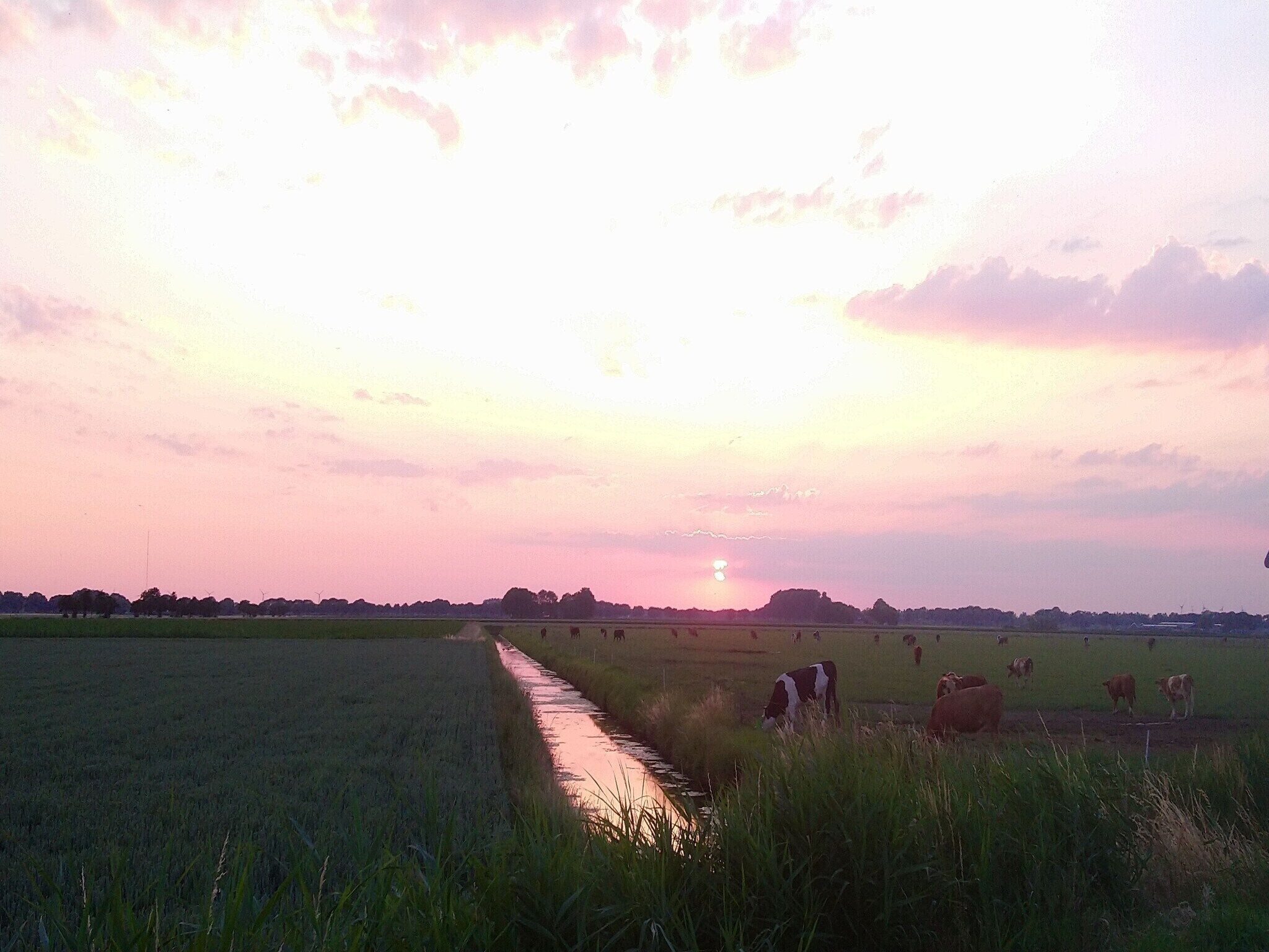 A rural landscape with a field, a water channel, and cows grazing.