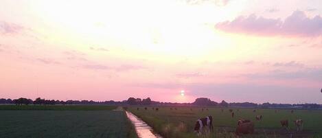 A rural landscape with a field, a water channel, and cows grazing.