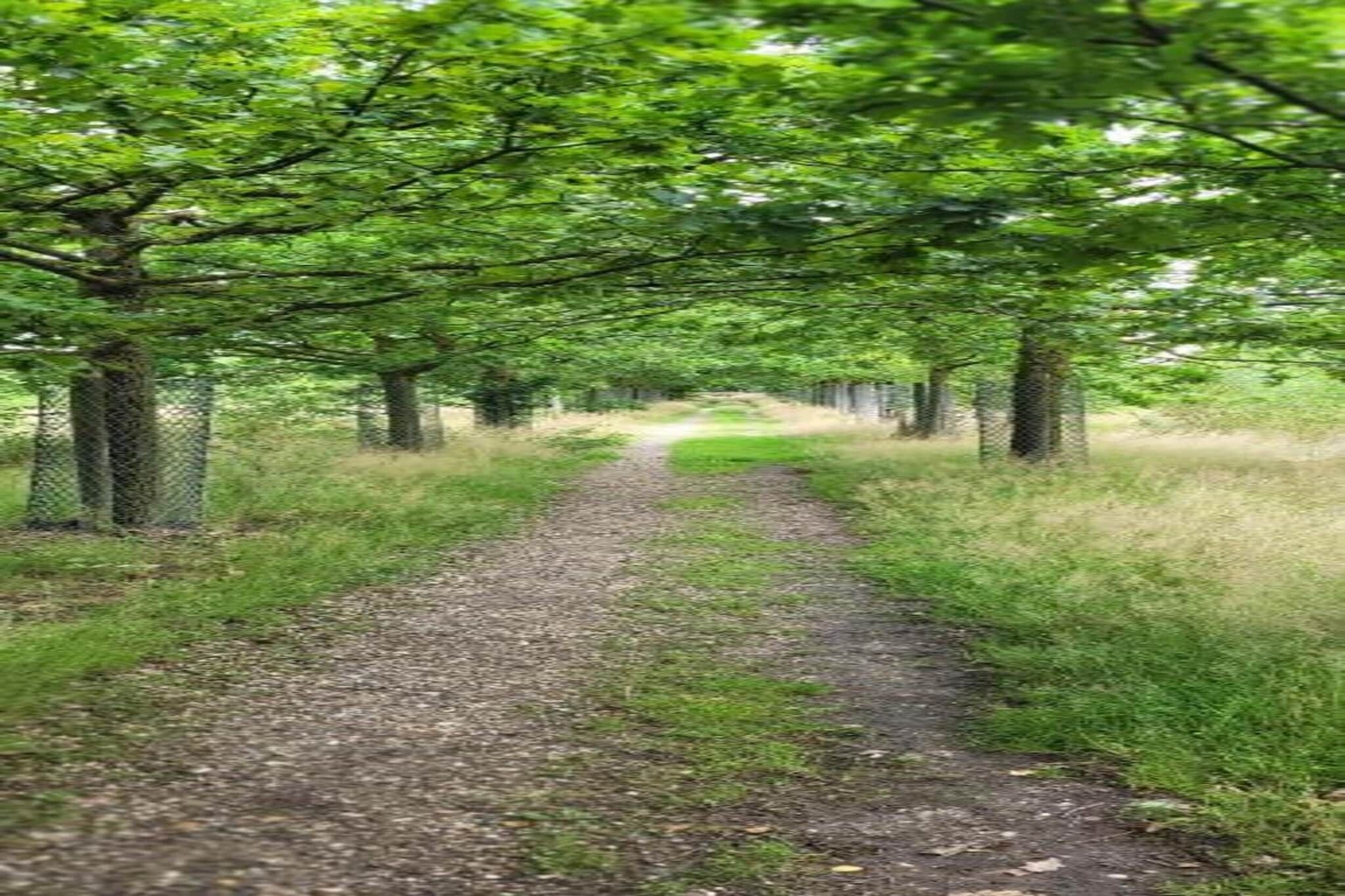 Een grindpad, omzoomd door bomen, dat naar een bebost gebied leidt.