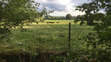 Een landelijk landschap met een grasveld, een houten hek en bomen op de voorgrond.