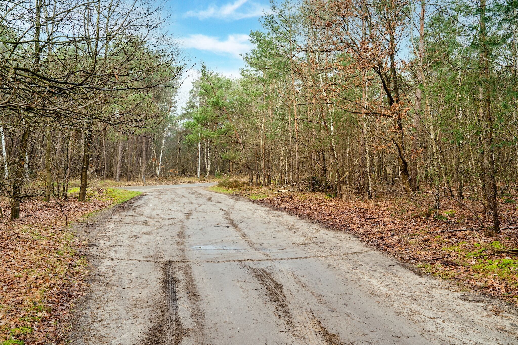 Une route de campagne bordée d’une forêt dense, sans bâtiments ni constructions apparents.