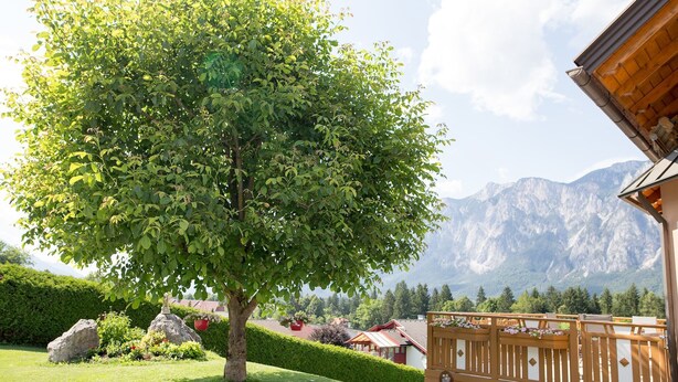 A tree-lined garden with a wooden fence and a mountain view. - Cosy apartment in Arnoldstein (Arnoldstein)