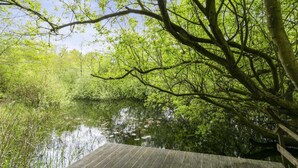 Eine Holzterrasse über ruhigem Wasser, umgeben von üppigem Grün.