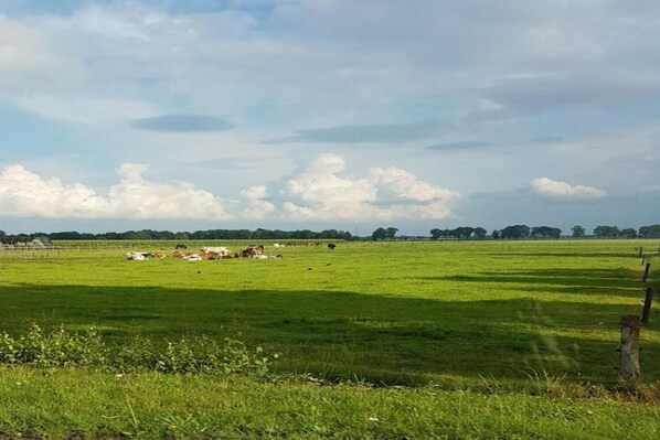 Un campo extenso y abierto, con algunas vacas pastando.