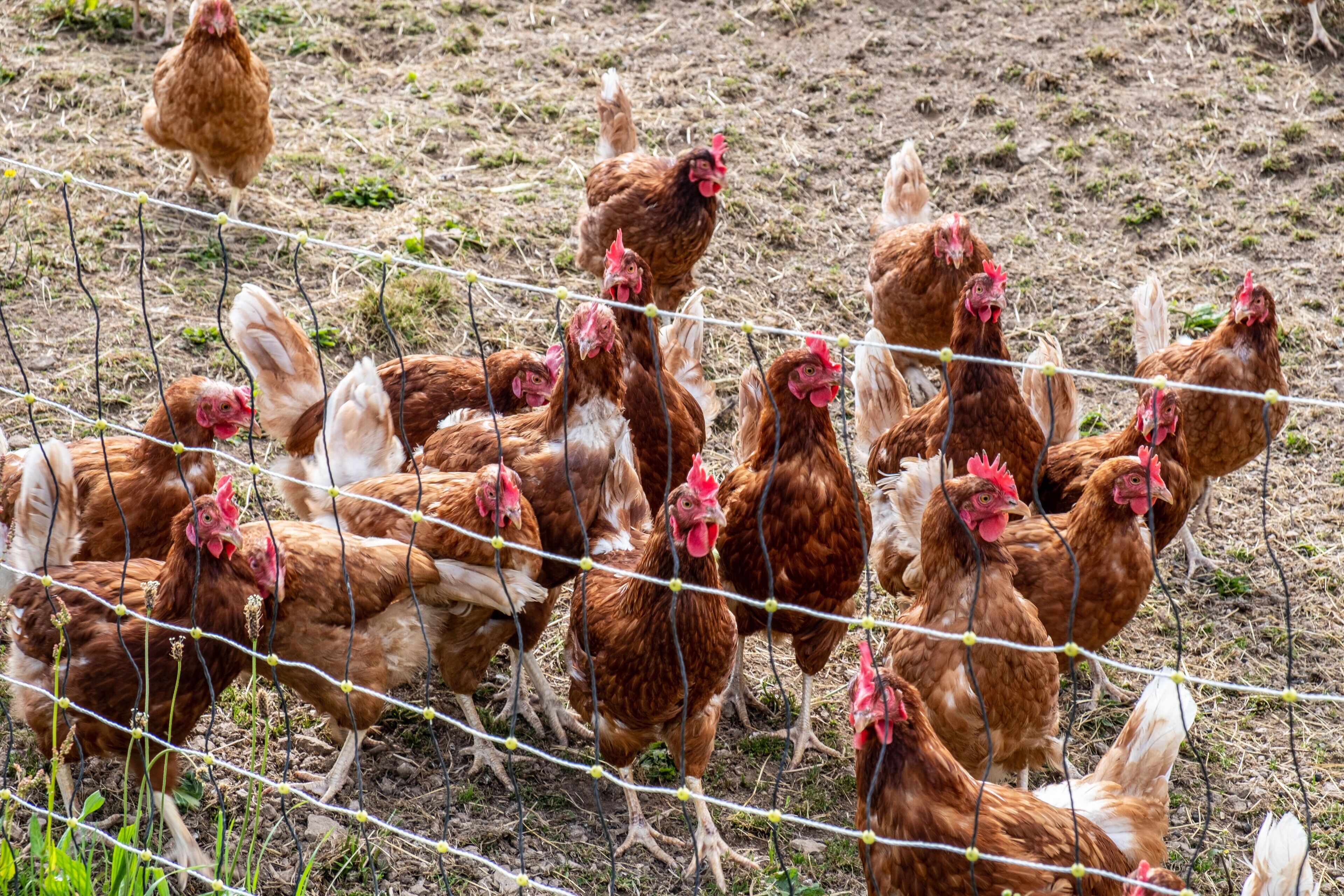 A group of chickens behind a wire fence.
