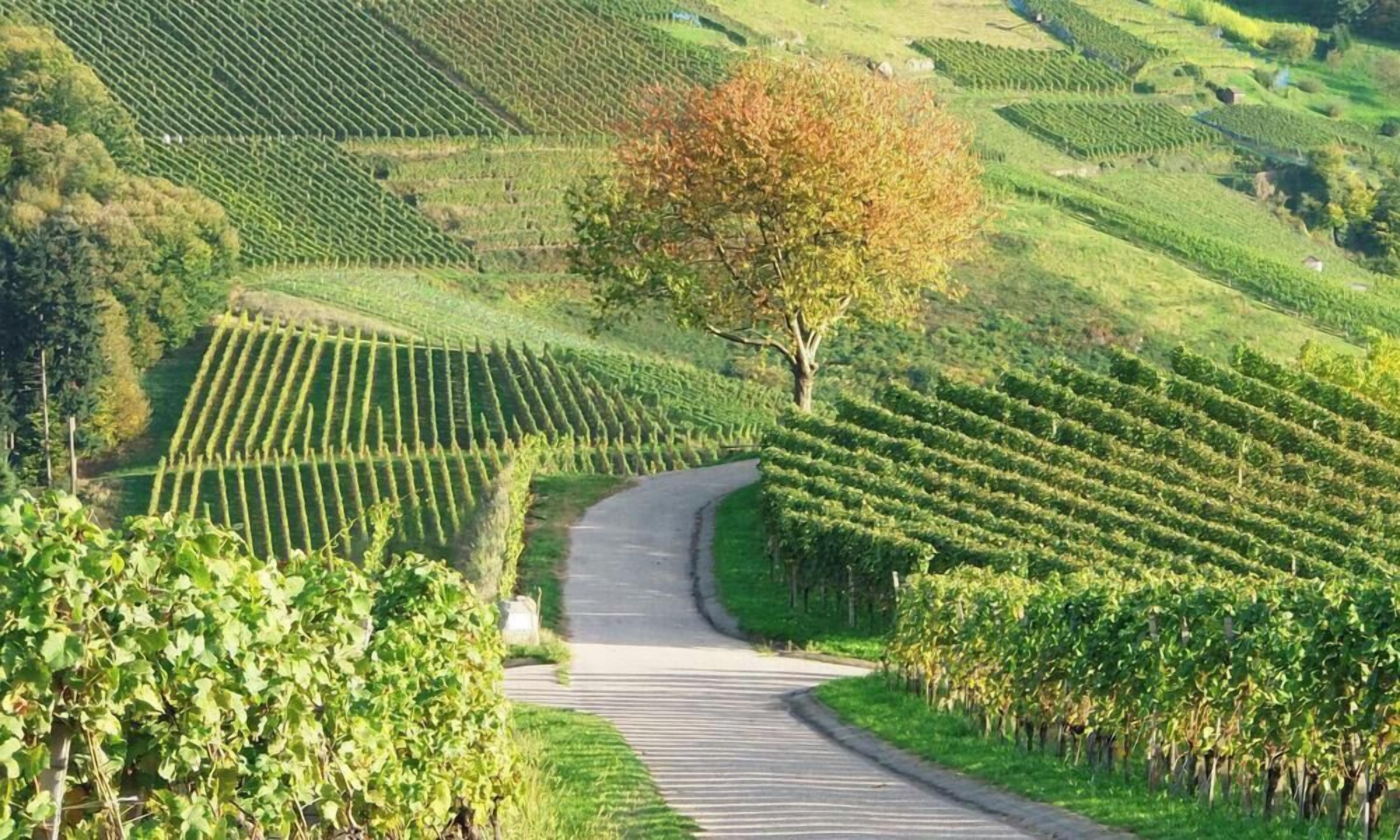 Ein Weinberg mit Reihen von Reben und einer kurvenreichen Straße.