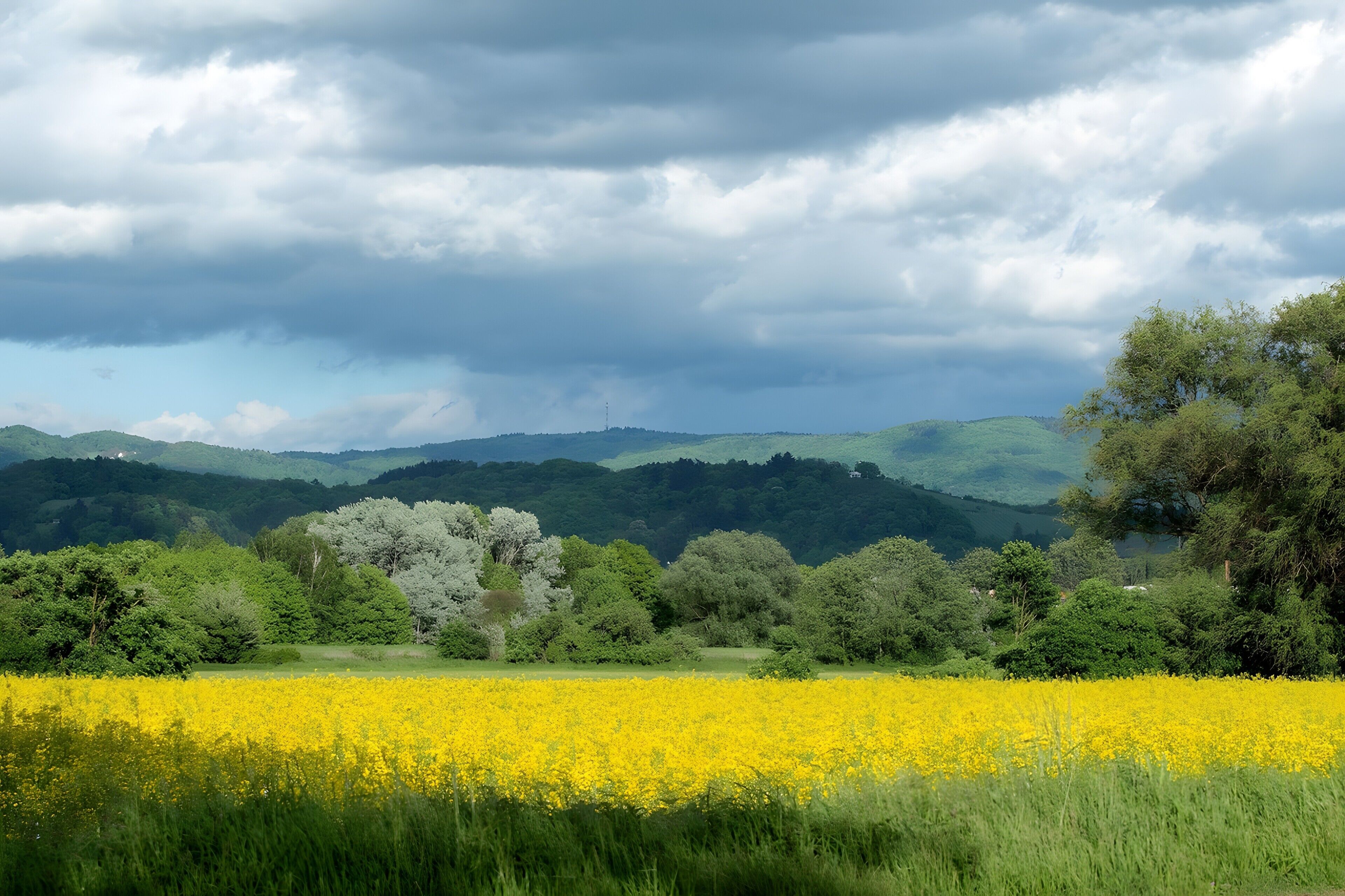 Een veld met gele bloemen, groene bomen en heuvels onder een bewolkte lucht.
