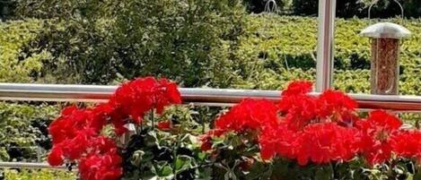 Overnatningsstedets område