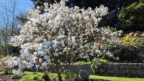 Een tuin met een opvallende witte bloeiende boom, een stenen muur en diverse andere planten.