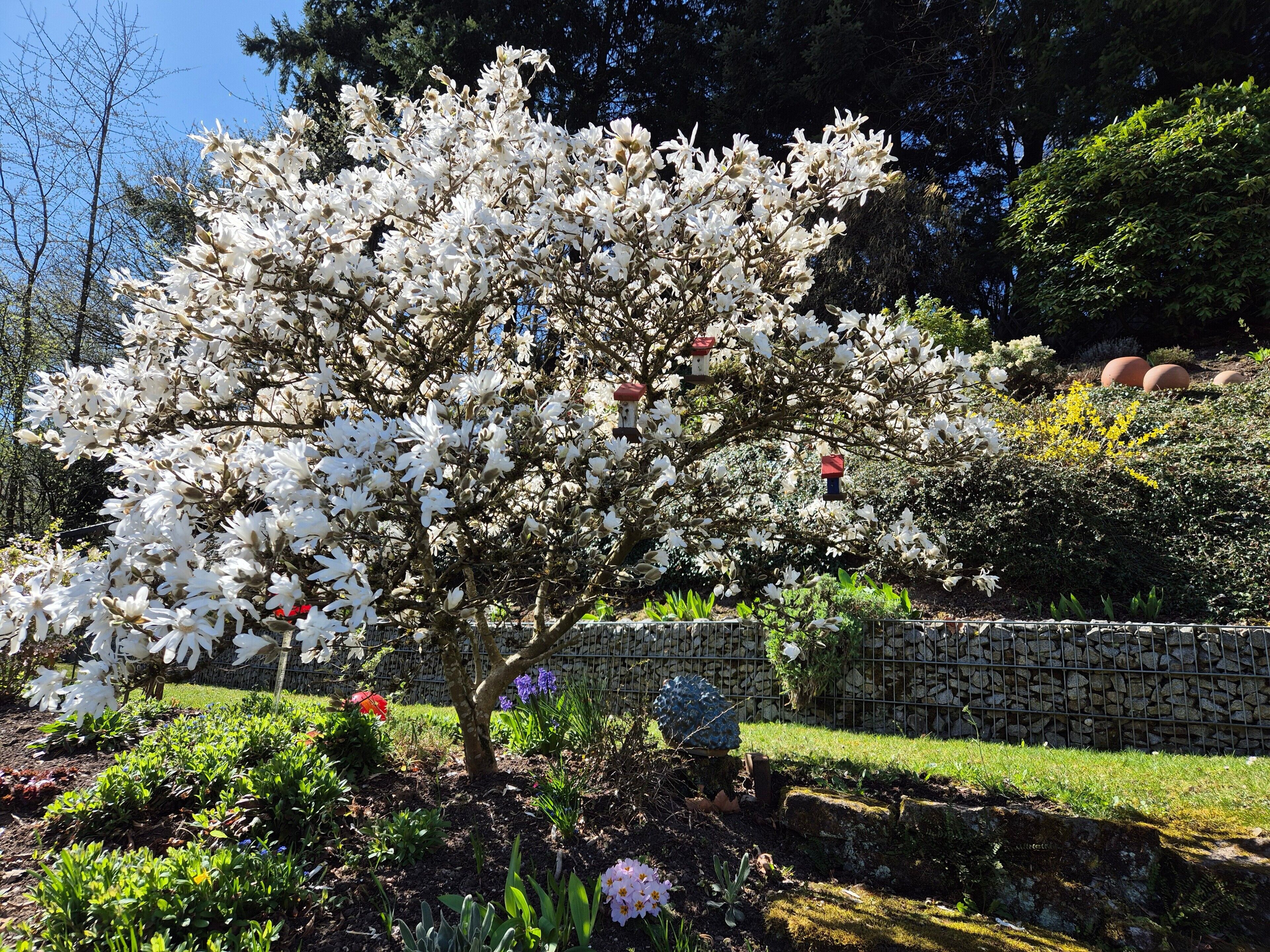Ein Garten mit einem markanten, weiß blühenden Baum, einer Steinmauer und verschiedenen anderen Pflanzen.