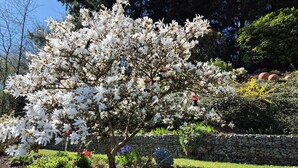 A garden with a prominent white flowering tree, a stone wall, and various other plants. - Apartment 'Nr 2, 30qm' with Private Terrace, Shared Garden and Wi-Fi (Bad Herrenalb)