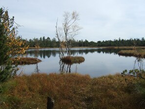 Um lago tranquilo rodeado por árvores e arbustos.