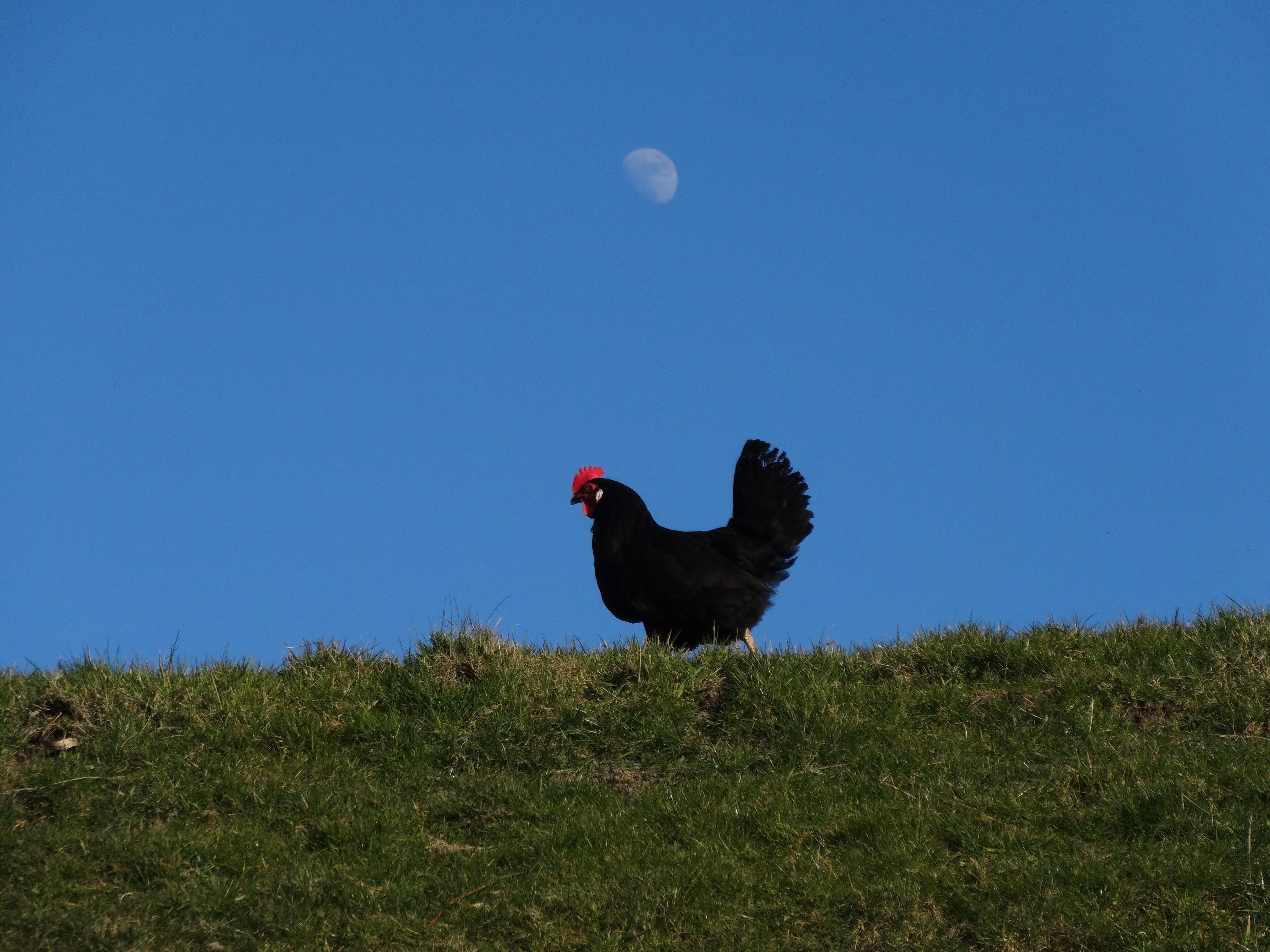 Een zwarte haan staat op een grasheuvel, met een helderblauwe lucht en een maan op de achtergrond.