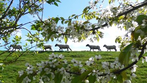 A grassy hill with sheep grazing and blooming white flowers in the foreground. - Idyllic thatched house directly on the Eider dike for 2 to 10 people (Oldenswort)