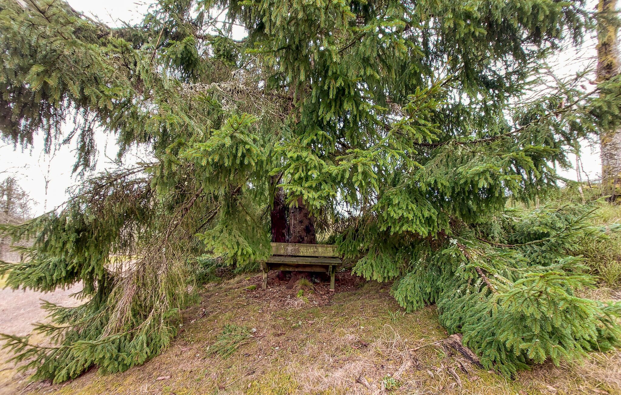 A bench under a large coniferous tree in a natural setting.