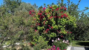 Ein Garten mit verschiedenen blühenden Pflanzen und einem gepflasterten Weg.