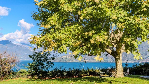A garden with a large tree, a stone pathway, and a view of a lake with mountains in the background. - Wonderful private villa for 6 guests with WIFI, TV and patio (Calozzo)