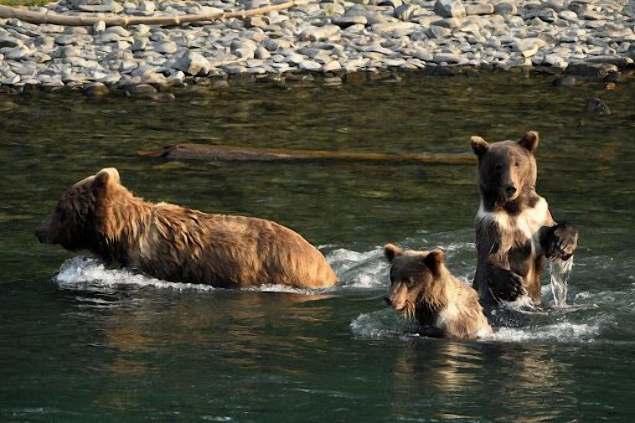 A bear in a river surrounded by rocks.