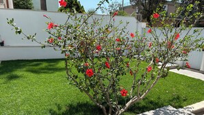 A small garden with a flowering shrub and a well-maintained lawn.