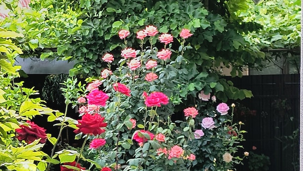 Un jardín con diversas rosas y abundante follaje.