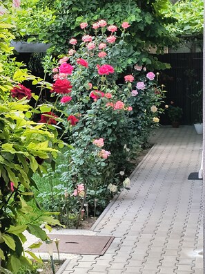 A garden with a variety of roses and lush greenery. - Casa Mais (Brasov)