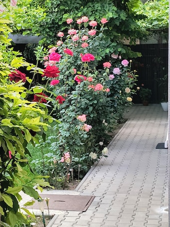 A garden with a variety of roses and lush greenery.