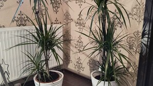 Dos plantas en macetas blancas frente a una pared con papel tapiz estampado.