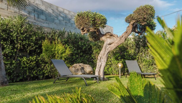 Ein Garten mit zwei Liegestühlen, einem großen Baum und einer Steinmauer.