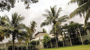 A grassy area with palm trees and a fence.