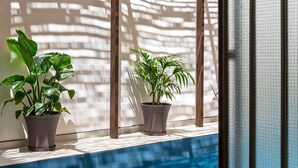 Deux plantes en pot sont posées sur une étagère près d’une fenêtre, d’où l’on aperçoit une piscine.