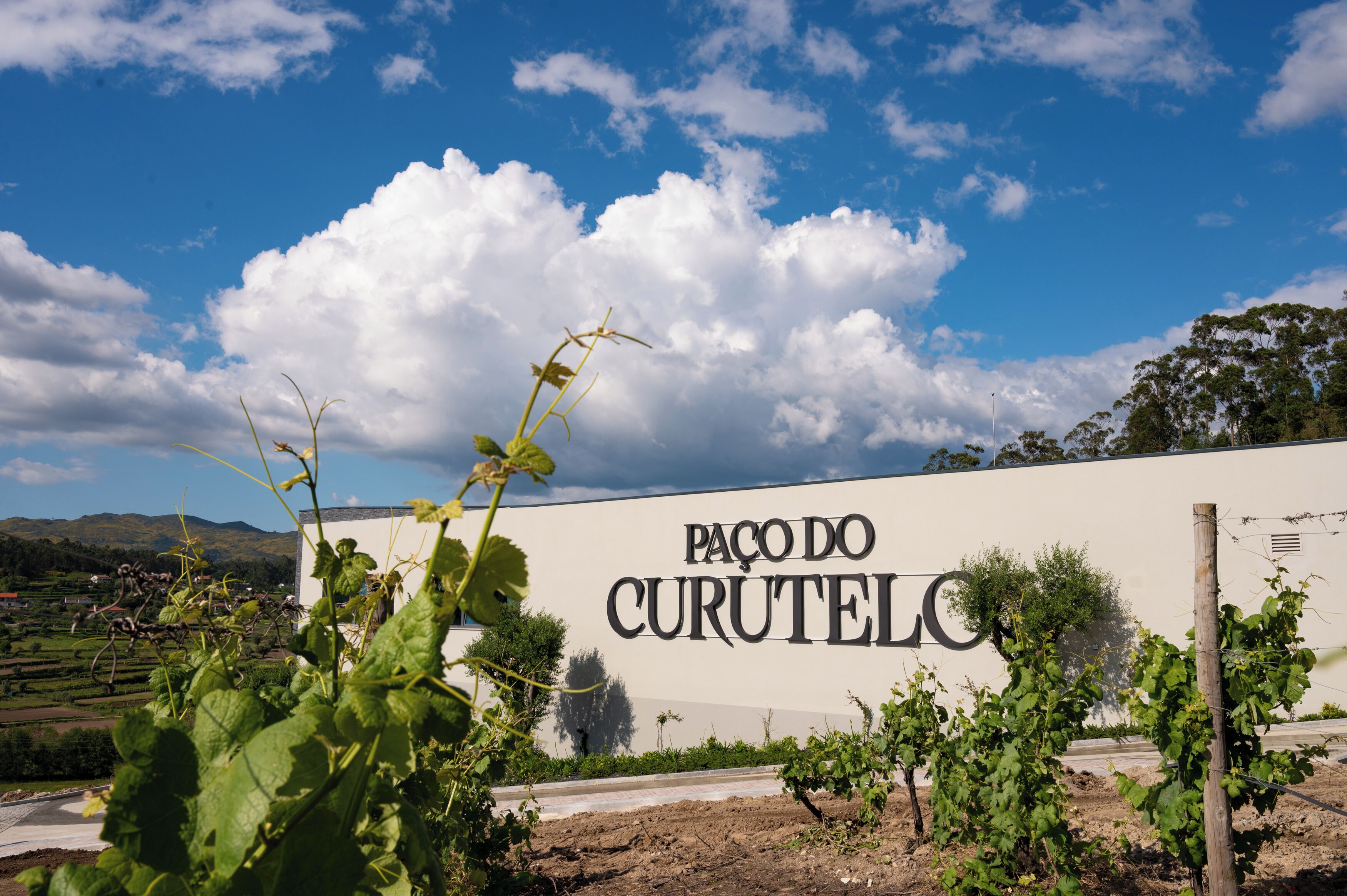 Vinhedo com uma placa que diz 'PAÇO DO CURUTELLO' e céu azul com nuvens.