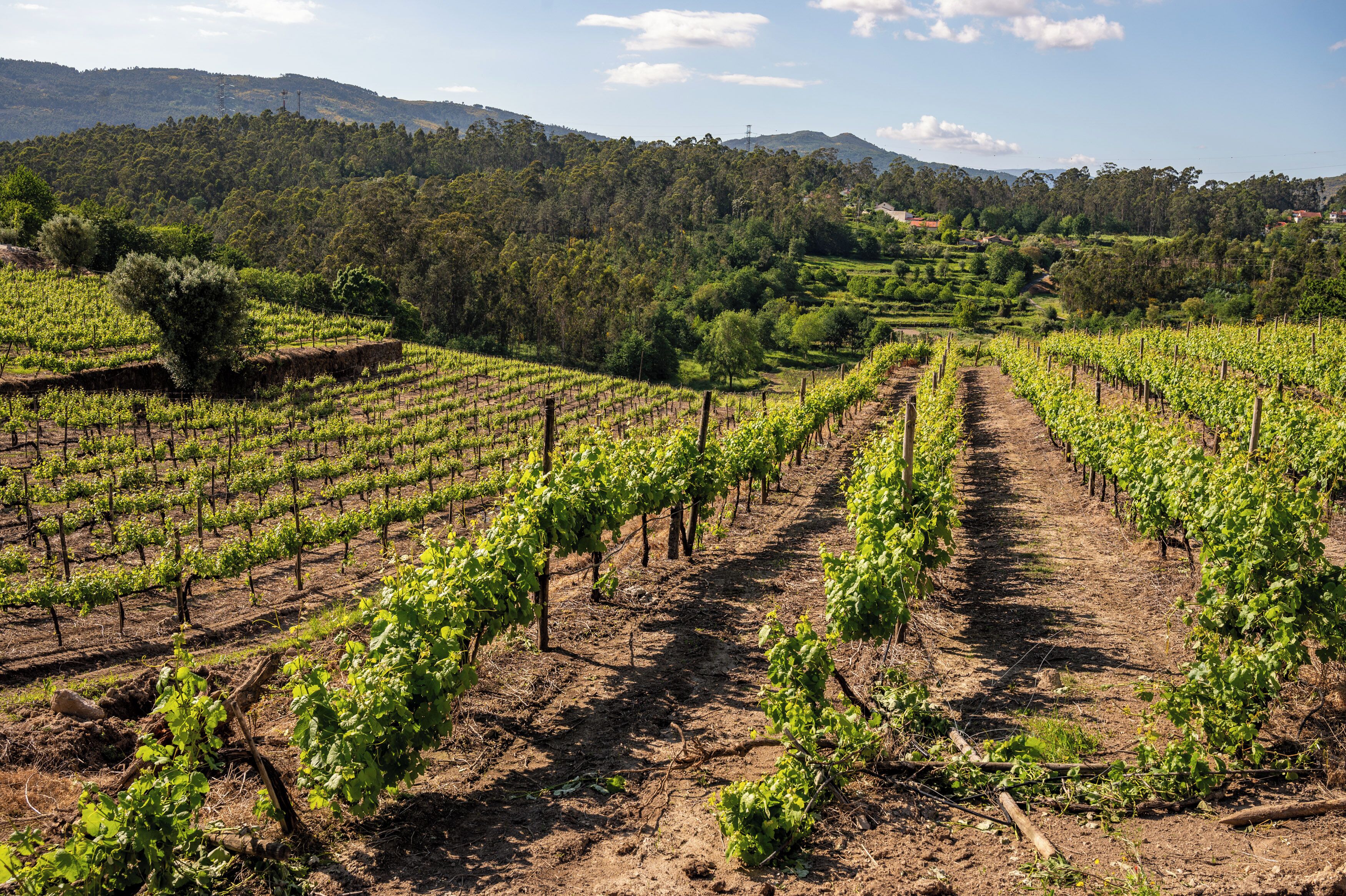 Un vignoble avec des rangées de vignes et un paysage vallonné en arrière-plan.