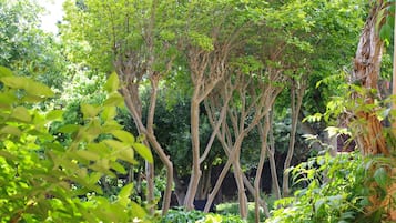 A dense forest with tall trees and thick underbrush.