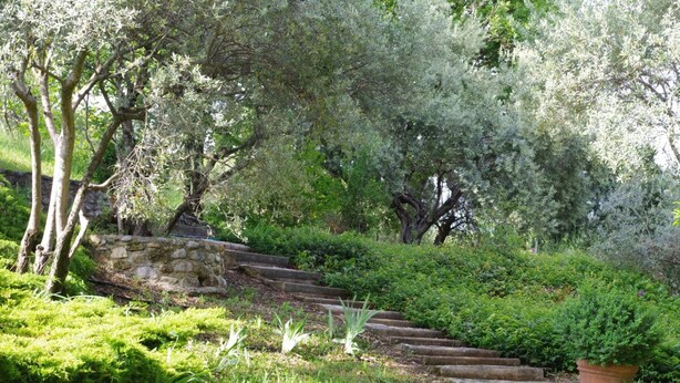 Un escalier en pierre menant à une pente herbeuse, entouré d’une végétation luxuriante et d’arbres.