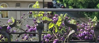 Charming apartment in an art nouveau building in Bern