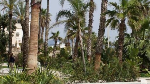 Ein Schwimmbecken, umgeben von hohen Palmen und üppiger Vegetation.