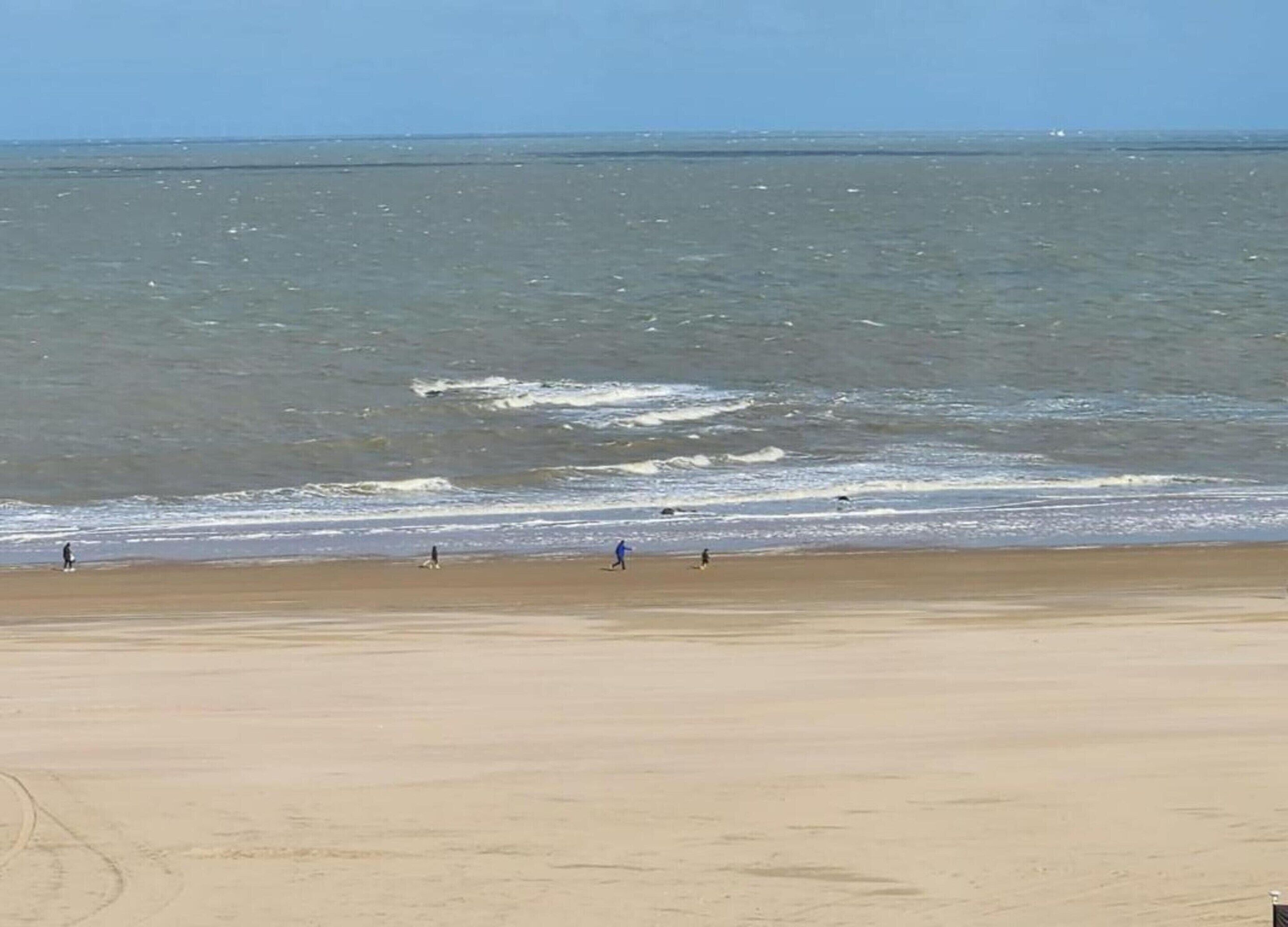 Une plage avec un rivage sablonneux et l’océan en arrière-plan.