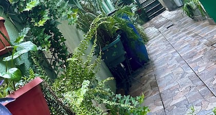 Room in the very center of the city. Filled with plants for relaxation.