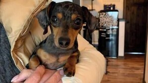 A person holding a small dog in a room with wooden flooring and a kitchen in the background. - Luxury in the country! The Dog- lovin’ Rockin' K offers A/C, WiFi and views! (Reed Point)