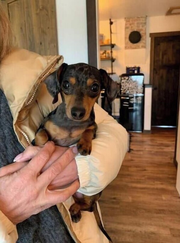 A person holding a small dog in a room with wooden flooring and a kitchen in the background.