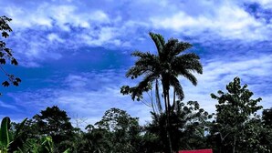 A swimming pool with a person in the water, surrounded by lush greenery and a palm tree. - Pura Chata Ecolodge (San Juan Bautista)