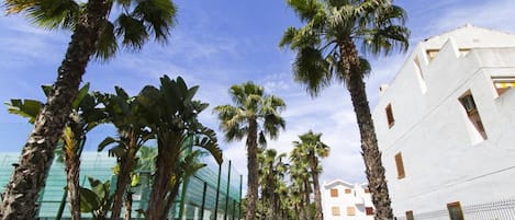A pathway lined with palm trees leading to a white building with multiple windows.