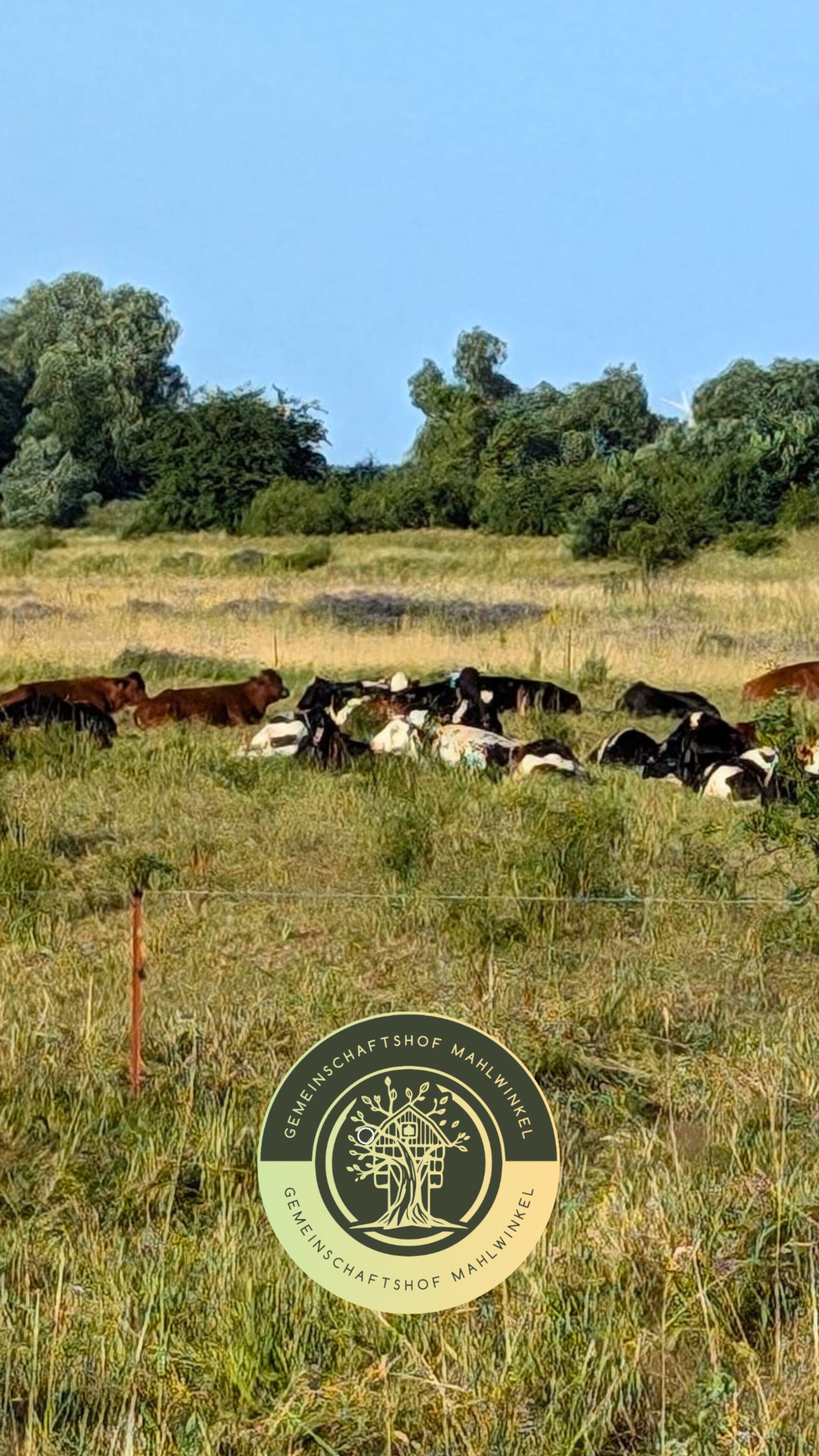 Un campo con ganado pastando y el logotipo de Gemeinschaftsfachschof Mahlwinkel.