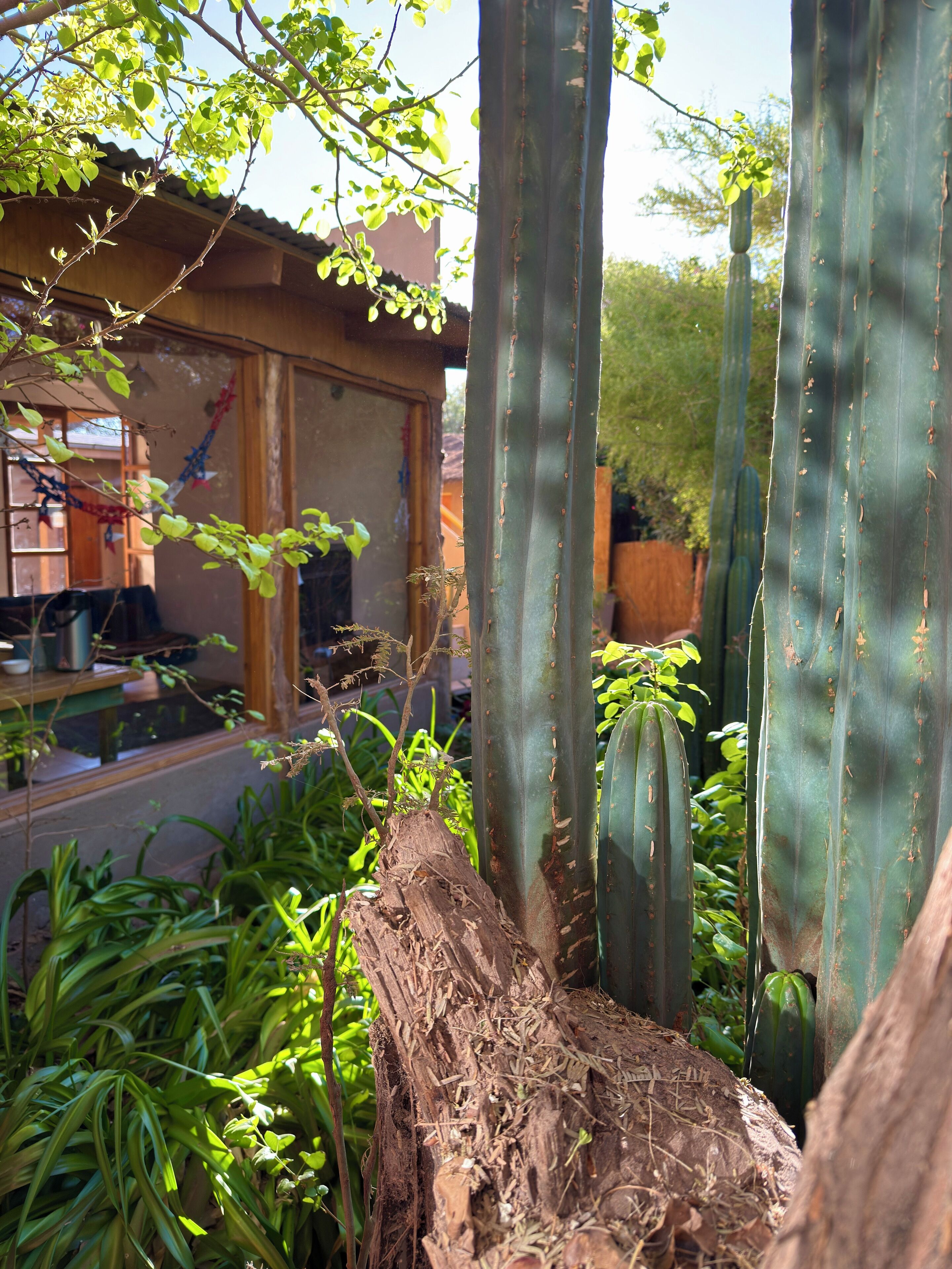 Teras/patio