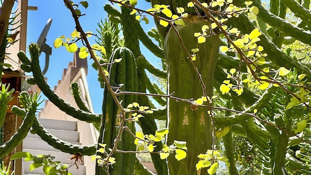 A cactus garden with large cacti and some smaller plants. - hostal qachisolcor (San Pedro de Atacama)