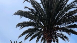 Een geplaveid pad met palmbomen en een witte hek.