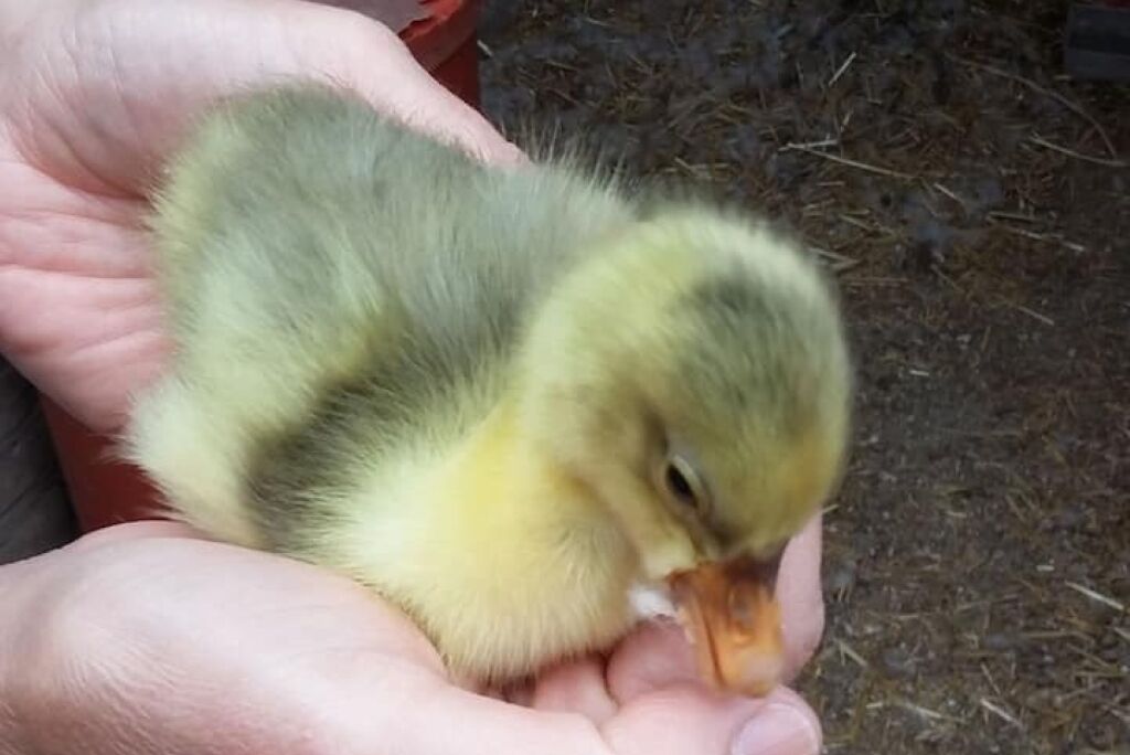 A small, fluffy, yellow duckling being held in a person's hand.